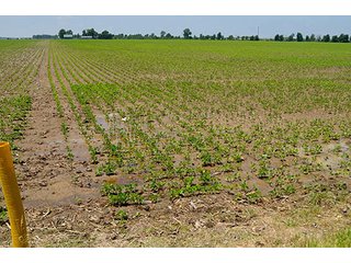 Property photo 66 - LAND AUCTION - 700+/- ACRES OFFERED IN 16 TRACTS IN ALLEN COUNTY, INDIANA
